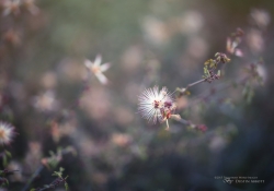 Draw for Me - Rokinon 50mm f/1.4