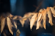 Cold Walk Photos-6