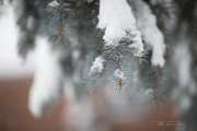 Snow Day-6