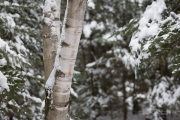 Wintry Mood-10