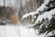 Wintry Mood-3
