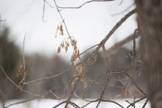Wintry Mood-4