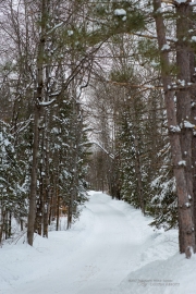Wintry Mood-5