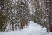 Wintry Mood-6