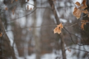 Wintry Mood-7