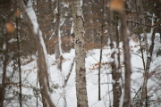 Wintry Mood-8
