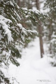 Wintry Mood-9