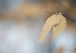 Wintry Mood-11
