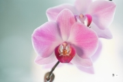 AEOS Macro