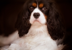 Regal