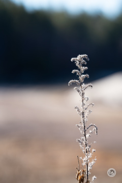 Samyang-AF-135-Samples-53