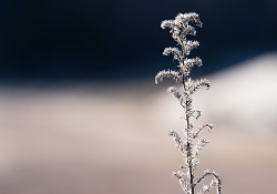29-No-Fringing-1