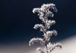 29-No-Fringing-2