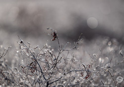 46-Frosty