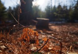 22-Bokeh