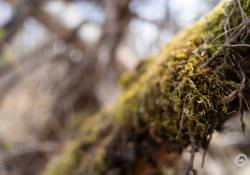 39-Bokeh