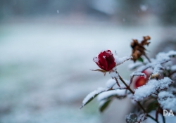 40 Bokeh-2