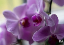 42 Images