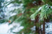 Freezing Rains-2