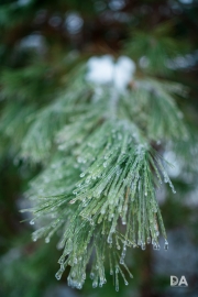 Freezing Rains-3