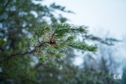 Freezing Rains-8