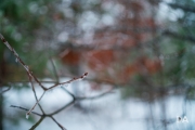 Freezing Rains