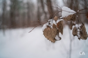 Winter Walk-10
