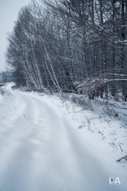 Winter Walk-14