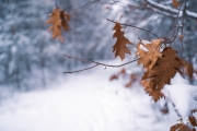 Winter Walk-3