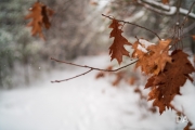Winter Walk-4