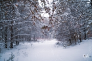 Winter Walk-5
