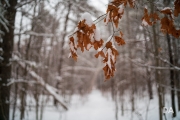 Winter Walk-6
