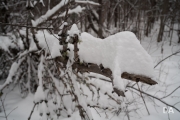 Winter Walk-7