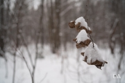 Winter Walk-8