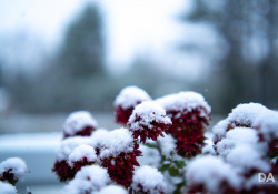 33-Close-Bokeh