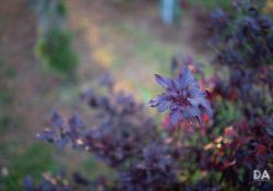 36-Bokeh-2