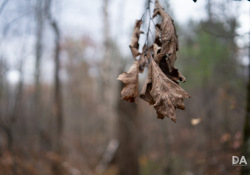 36-Bokeh-3