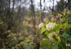 36-Bokeh-4