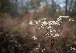 36-Bokeh-5