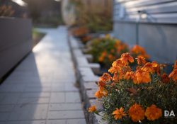 36-Bokeh