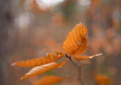 37-Favorite-Bokeh