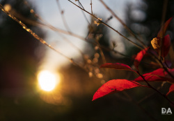 38-Flare-4
