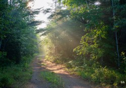 14-Mist-and-Light
