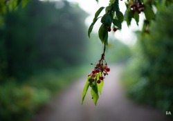 31-Bokeh-Rendering-2