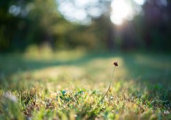 31-Bokeh-Rendering-3