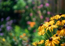 31-Bokeh-Rendering-6