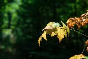 Forest-Lea-2