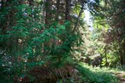 Forest-Lea-3