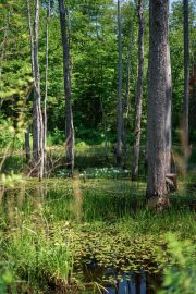 Forest-Lea-4