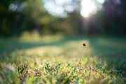 Morning-Bokeh-2
